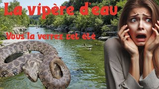 La couleuvre vipérine Natrix maura [upl. by Ailemak378]