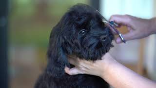 Cockapoo Puppy First Groom and Ducklings [upl. by Hnamik]