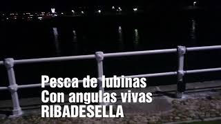 Pesca lubinas con angula viva Ribadesella [upl. by Anrapa557]