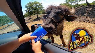 Come Feed The Animals At Arbuckle Wilderness  Unique Oklahoma Park Open For Unique Experiences [upl. by Higginbotham677]