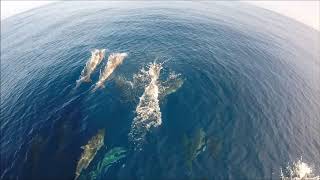 Stenella clymene Atlantic Spinner Dolphin in open ocean [upl. by Mungo535]