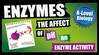 How pH affects Enzyme Activity A Level Biology Revision Lessons by Learnbiologynet [upl. by Esyahc]