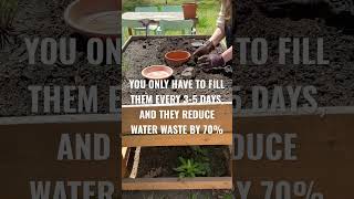 DIY Olla Garden Watering System olla oya [upl. by Ulrich731]