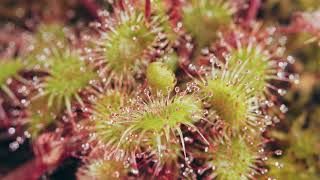 Sundew Carnivorous Plant in Alaska [upl. by Ilahtan]