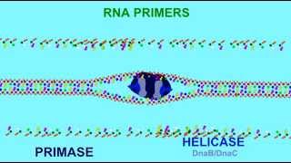 DNA REPLICATION RNA PRIMERS [upl. by Whittemore]