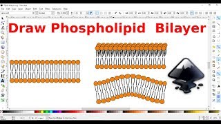 Inkscape for scientists  17  Drawing a phospholipid bilayer [upl. by Zipporah]