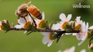 How you can revitalise your spring health with Manuka honey [upl. by Tova]