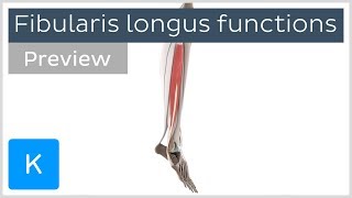 Functions of the fibularis longus muscle preview  3D Human Anatomy  Kenhub [upl. by Leunam]