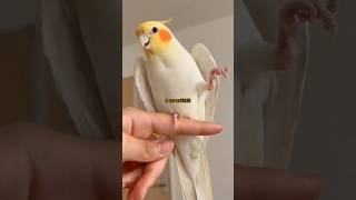 cockatiel cockatiellove birdlife featheredfriend petbird happybird 🦜🦜 [upl. by Berard]