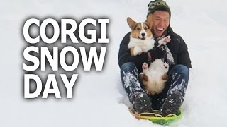 CORGI DOGS 1st TIME SLEDDING IN SNOW  Life After College Ep 460 [upl. by Kcirret]