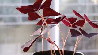 Oxalis triangularis TIME LAPSE VIDEO [upl. by Augustina]