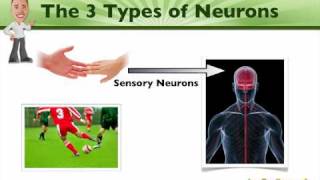 An Introduction to Neurons  BioVid Eisode 2 [upl. by Adal]