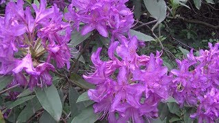 Kámi arborétum rhododendron virágzás végén 🌺🌸 [upl. by Nevaj]