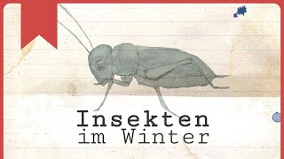 Insekten im Winter Wie sie die Kälte überstehen [upl. by Ammeg135]