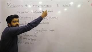 Mechanism of thermoregulationtemperature classification of animals poikolitherms homeotherms [upl. by Mokas]