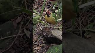 The Noisy Pitta bird Australia [upl. by Bonney965]