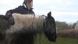 Banned from keeping horses after sick animals kept in the same field as rotting carcass [upl. by Stoneham]