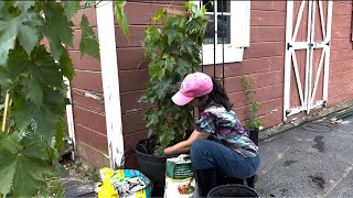 Planting Grape Vines A Honey Berry And A Flower Container From Seed [upl. by Toinette]