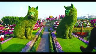 Dubai Miracle Garden Drone View HD [upl. by Nobie]