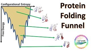 Protein Folding Funnel [upl. by Ecilahc671]