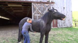 Dialoging with your horse mindfully [upl. by Micki]