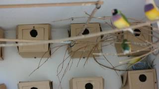 Gouldian finches getting ready to breed [upl. by Bruns]