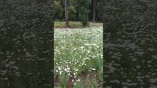 pyrethrum plants [upl. by Salchunas]