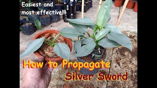 Easiest and Most Effective Way on How to Propagate Phildendron Silver Sword [upl. by Darin410]