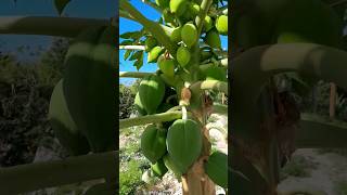 Papayas for days youtubeshorts short farming food home viral kitchen diy asmr trending [upl. by Siriso248]