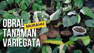 REKOMENDASI TANAMAN HIAS VARIEGATA MURAHH‼️Tanaman hias varigata artulangnursery8807 tanamanhias [upl. by Shelman]