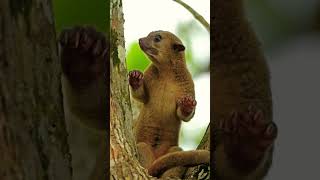 KINKAJOU kinkajou wildworld [upl. by Basil]