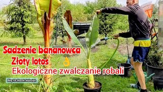 Bananowiec musella Lasiocarpa złoty lotos Sadzenie zwalczanie robaków [upl. by Annaerdna763]