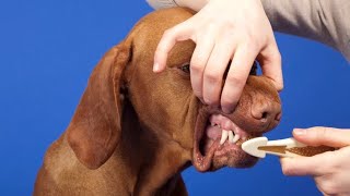 Harmful Habits That Might Be Harming Your Dog – Are You Guilty [upl. by Ajit224]