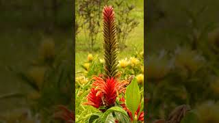 Red Aphelandra Aphelandra tetragona in Acanthus Family Acanthaceae [upl. by Notaek]