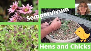 Easy How to Sempervivum Hen amp Chicks Propagation  Great for Beginners [upl. by Ainnek]