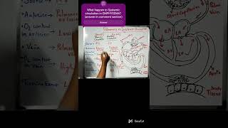 Systemic vs pulmonary circulationneet csir [upl. by Greenlee]