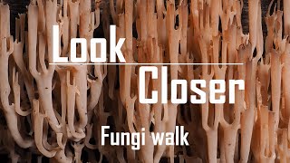 Fungi walk [upl. by Lobel]