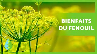 Bienfaits du FENOUIL 🌿 Propriétés Vertus et Comment le prendre [upl. by Okimuy]