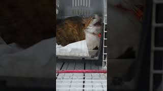 How to deal with angry cat and ferocious cat 🐱 part 15 [upl. by Rachelle]