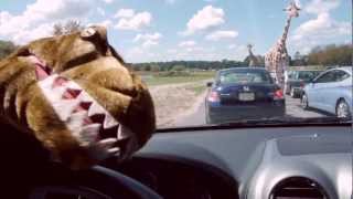 Giraffic Park  Giraffes Gone Wild on the highway 2012 end of the world proof [upl. by Anawt]