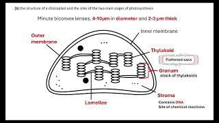 Chloroplast structure OCR A ALevel Biology Revision 521 Photosynthesis [upl. by Asertal]