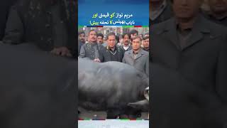 Maryam Nawaz Got buffalo as a Gift In Election Campaign  shorts [upl. by Alilak5]