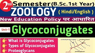 GlycoconjugatesGlycoconjugates BSc 1st Year 2nd SemesterProteoglycansTypes of Glycoconjugates [upl. by Elisee]