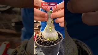 Adenium grafting grafting plants homenursery gardening [upl. by Isidore]