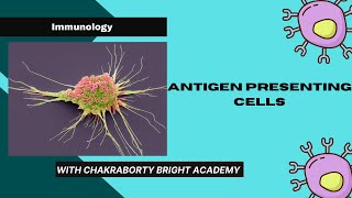 Antigen Presenting Cells [upl. by Aivon]