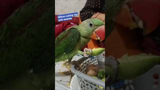 Mittoo cutting veg with mumma parrot trendingshorts Subscribe [upl. by Shererd]