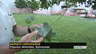 Cottonwood tree fluff in Cleveland [upl. by Kaczer653]