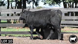 Lot 10 TANDARA MOGUL U82 [upl. by Anivel]