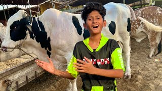 Apni Qurbani ka Janwar Milgya😱Cow Mandi Vlog [upl. by Annoyik961]