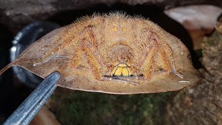 Heteropoda davidbowie huntsman spider taking down a cricket [upl. by Ybot]